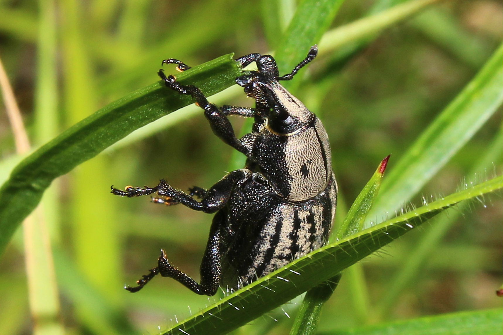 Curculionidae ?? da determinare - Anisorhynchus barbatus